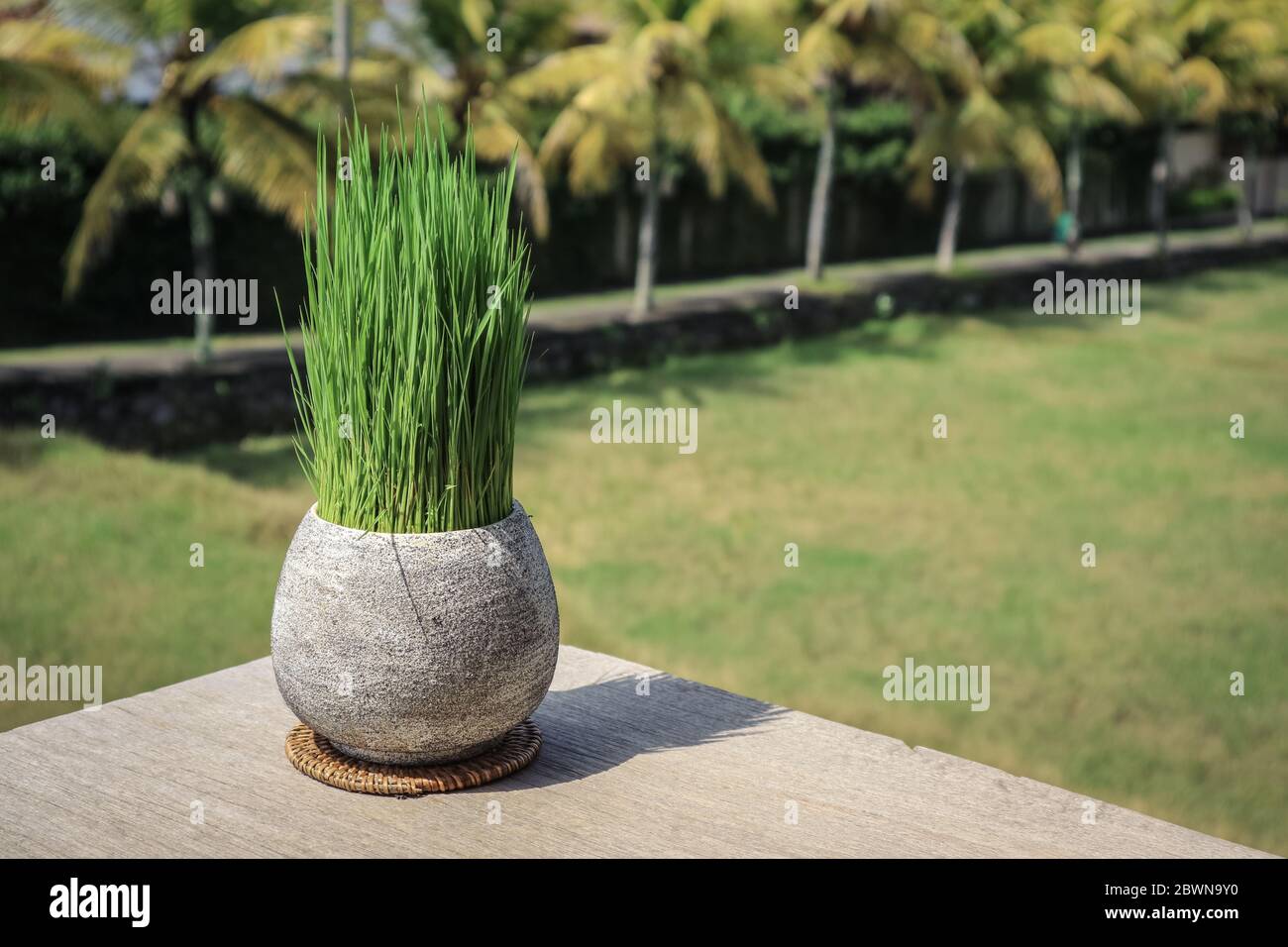 Erba pentola in un caffè tropicale. Decorazione concetto. Erba decorativa in vaso di fiori. Una pentola con erba verde su sfondo sfocato. Foto Stock