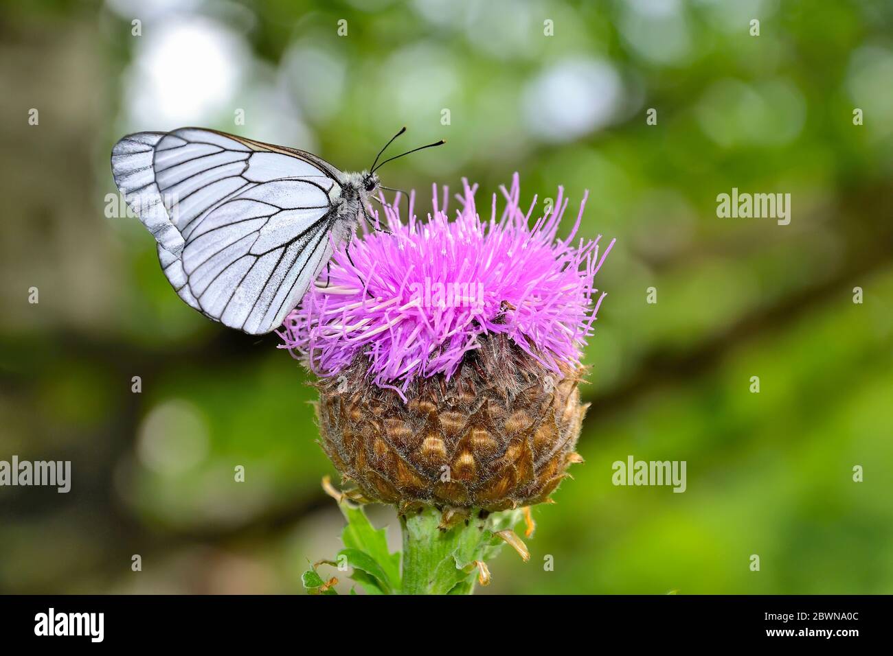 Farfalla bianca su Levzeya saflorovidny o radice maral (Rhaponticum carthamoides) fiore vegetale medicinale selvatico, additivi attivi da mate crude vegetale Foto Stock