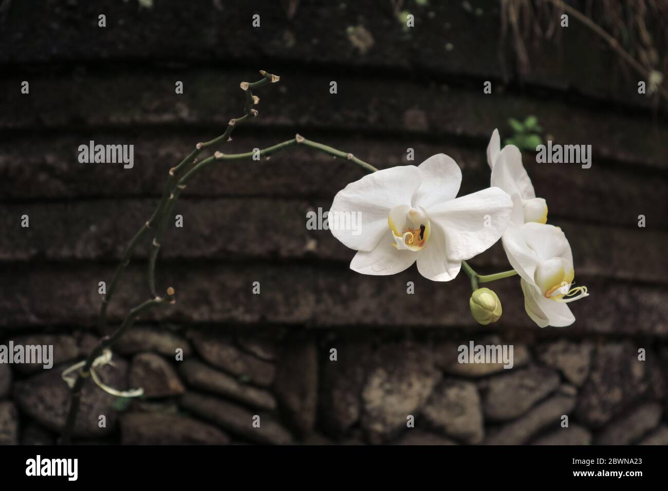 Immagine di fiori bianchi orchidee fiorenti nel giardino. Macro. Schema Orchidea. Sfondo focalizzato selettivo Orchid Foto Stock