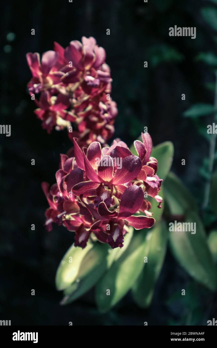 Immagine di fiori di orchidee fioriti nel giardino. Macro. Schema Orchidea. Sfondo focalizzato selettivo Orchid Foto Stock
