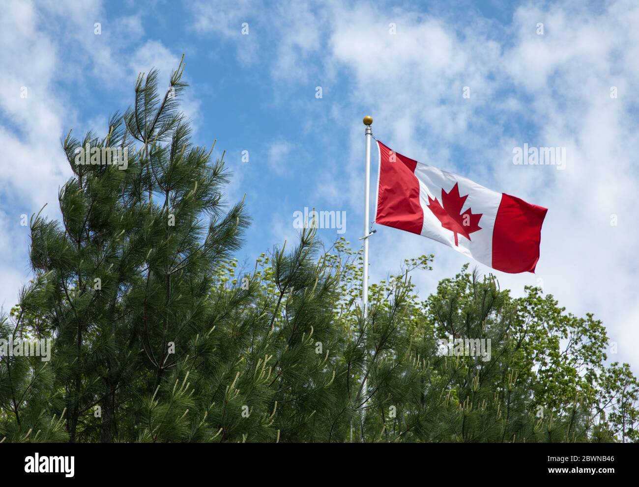 Una grande bandiera canadese tra cime sempreverde Foto Stock