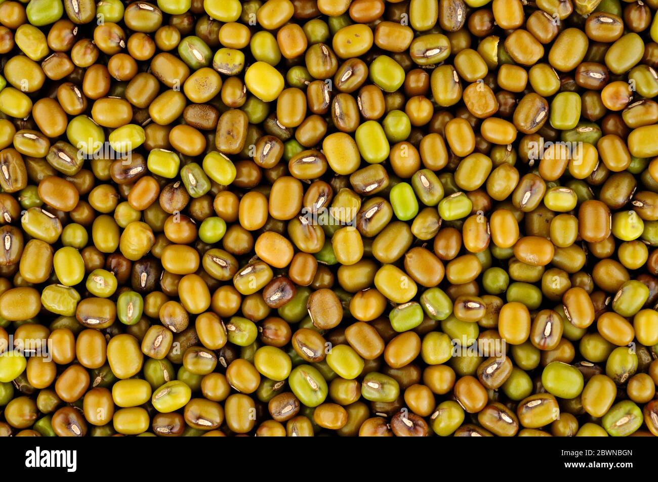 Fondo di fagiolo di mung crudo, conosciuto anche come grammo verde e maash Foto Stock