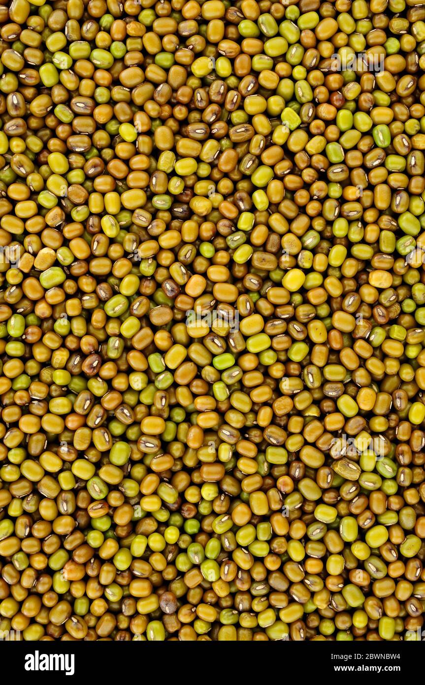 Fondo di fagiolo di mung crudo, conosciuto anche come grammo verde e maash Foto Stock