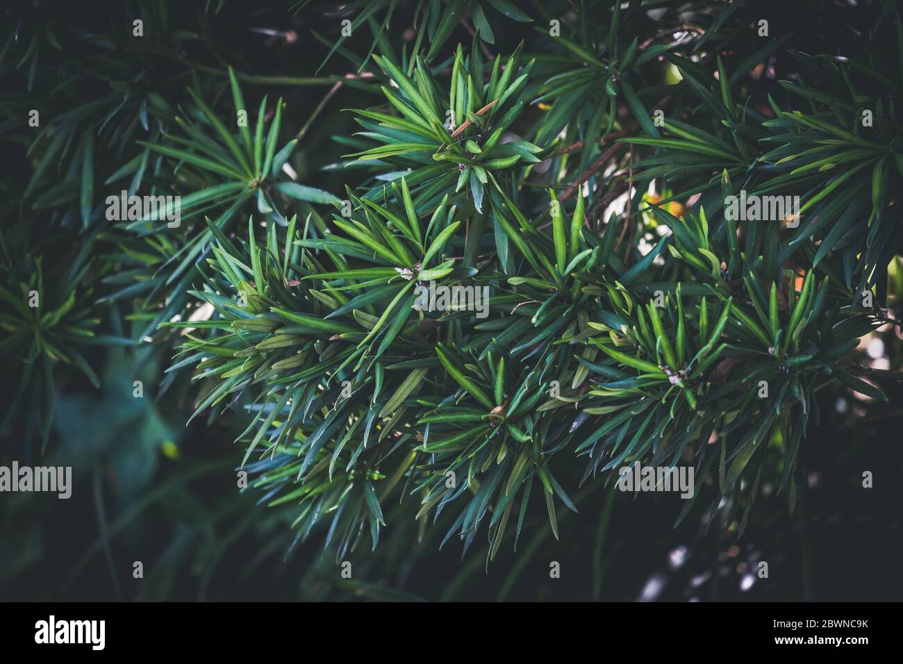 Sfondo verdastro di un arbusto sempreverde con foglie sottili Foto Stock