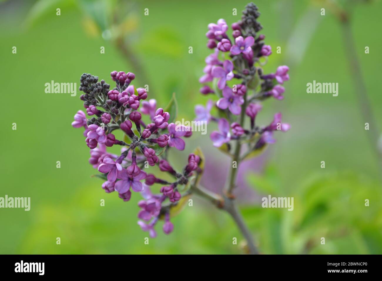 Fioritura del ramo lilla. Primavera blu fiori lilla closeup su sfondo sfocato. Foto Stock