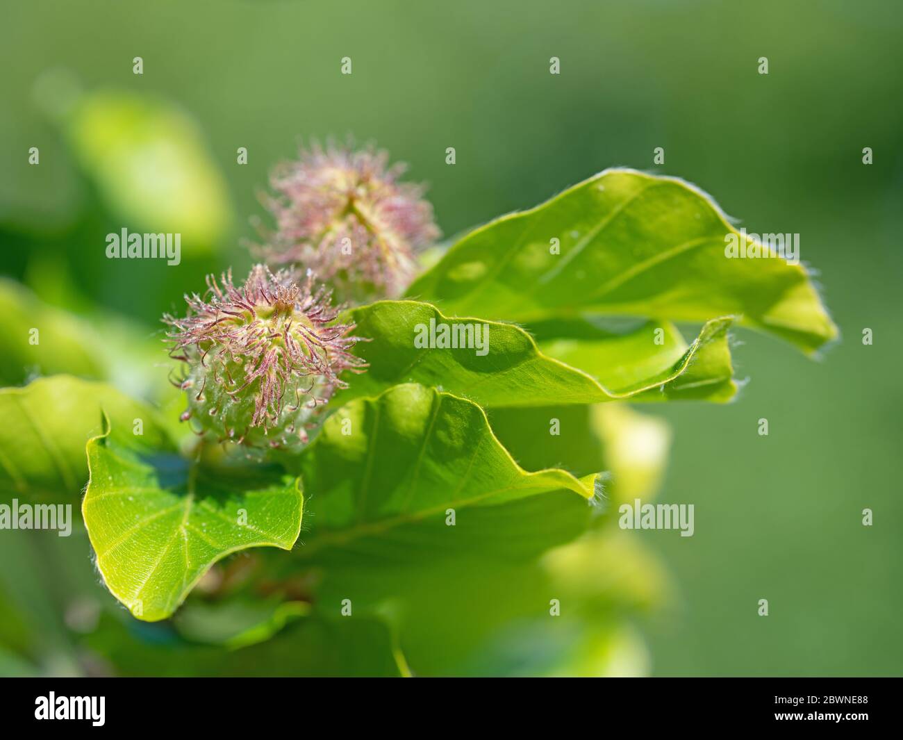 Foglie di faggio giovane, Fagus sylvatica, con noci di faggio Foto Stock