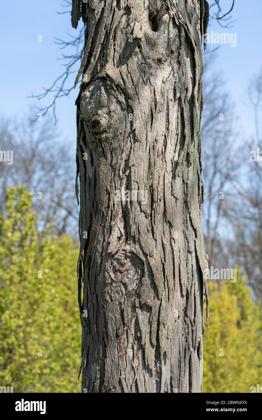 tronco di un albero di hickory con sfondo sfocato di verde fogliame e cielo blu dietro Foto Stock