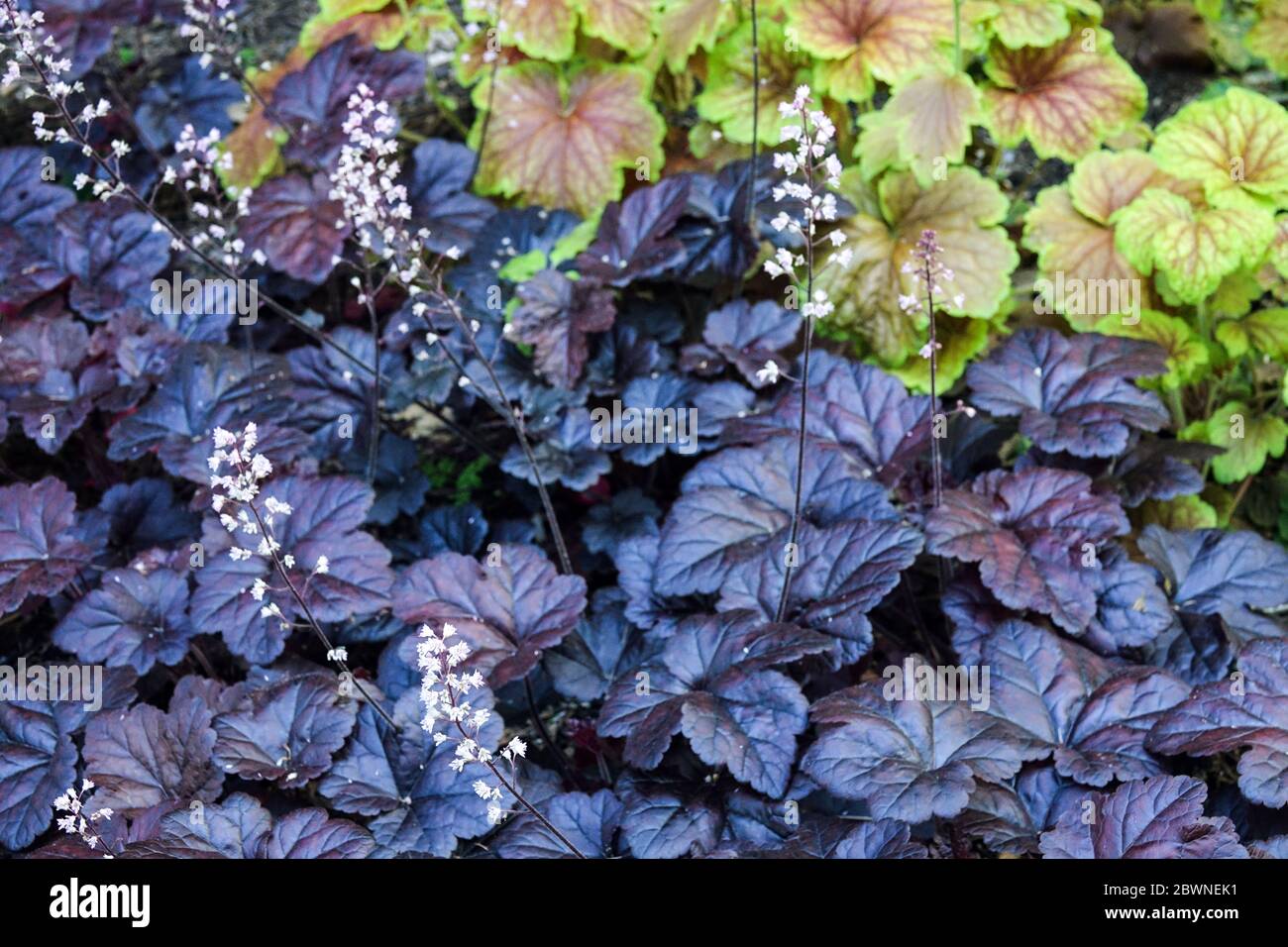 Foamy Bells Heucherella 'Onyx' Contrast Dark Leaves Glossy Dark Purple Leaves appaiono quasi Black Small White Flowers Heuchera 'Delta Dawn' Shady Foto Stock