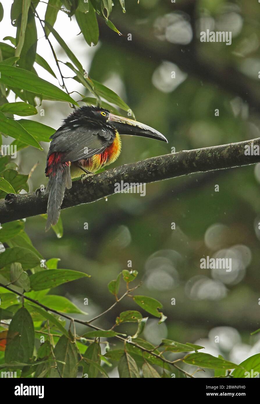 Aracari collarati (Pteroglossus torquatus torquatus) adulti arroccati sul ramo nella pioggia Pico Bonito, Honduras febbraio 2016 Foto Stock