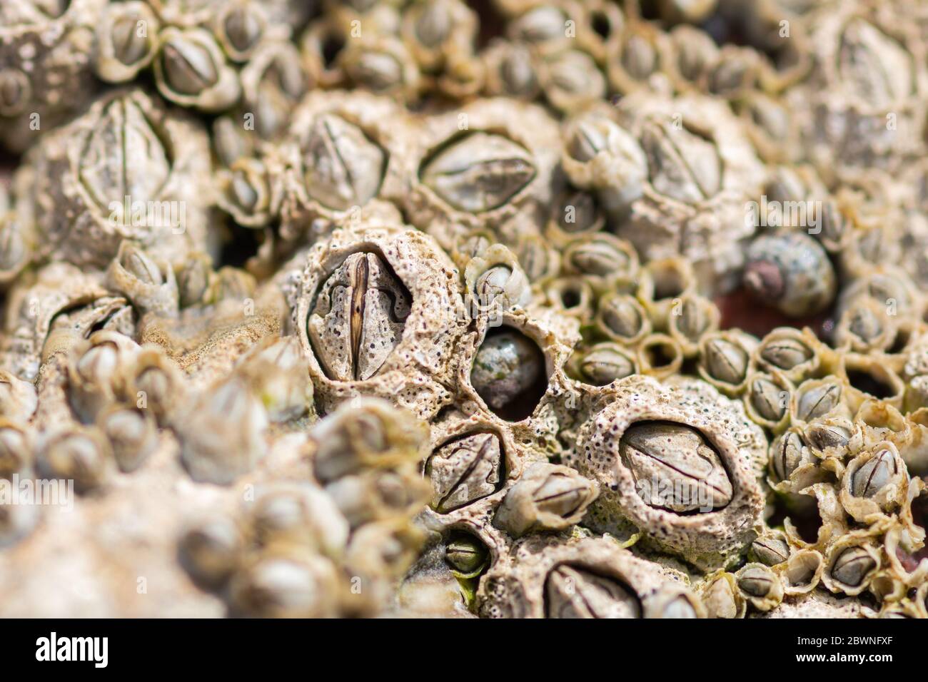 Closeup di Acorn barnacles (Semibalanus balanoides) accanto a un rosspool sulla spiaggia Foto Stock