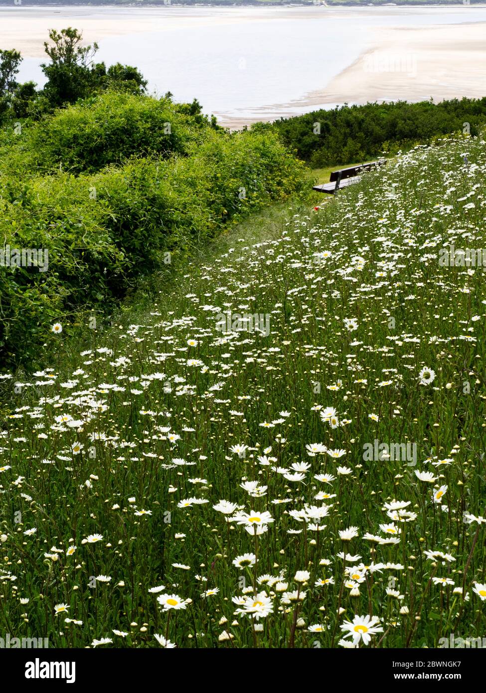 Oxeye Daisies accanto al monumento di guerra che si affaccia sull'estuario, Padstow, Cornovaglia, Regno Unito Foto Stock