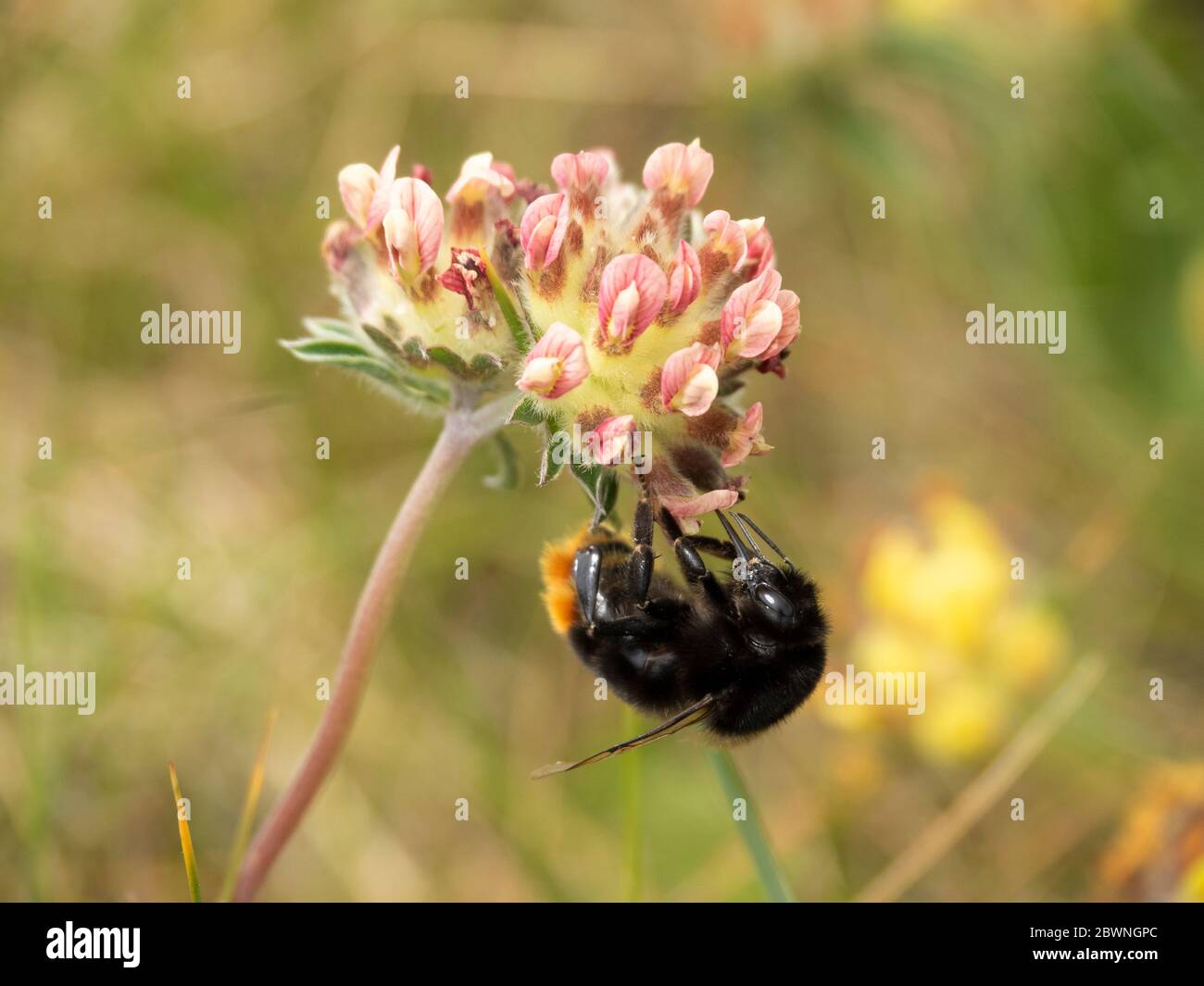 Bumblebee femminile dalla coda rossa (Bombus lapidarius) su un fiore alle dune di sabbia, Padstow, Cornovaglia, Regno Unito Foto Stock
