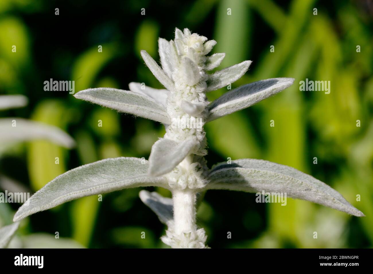 Le foglie fuzzy di un orecchio di agnello (Stachys byzantina) pianta prima della fioritura Foto Stock