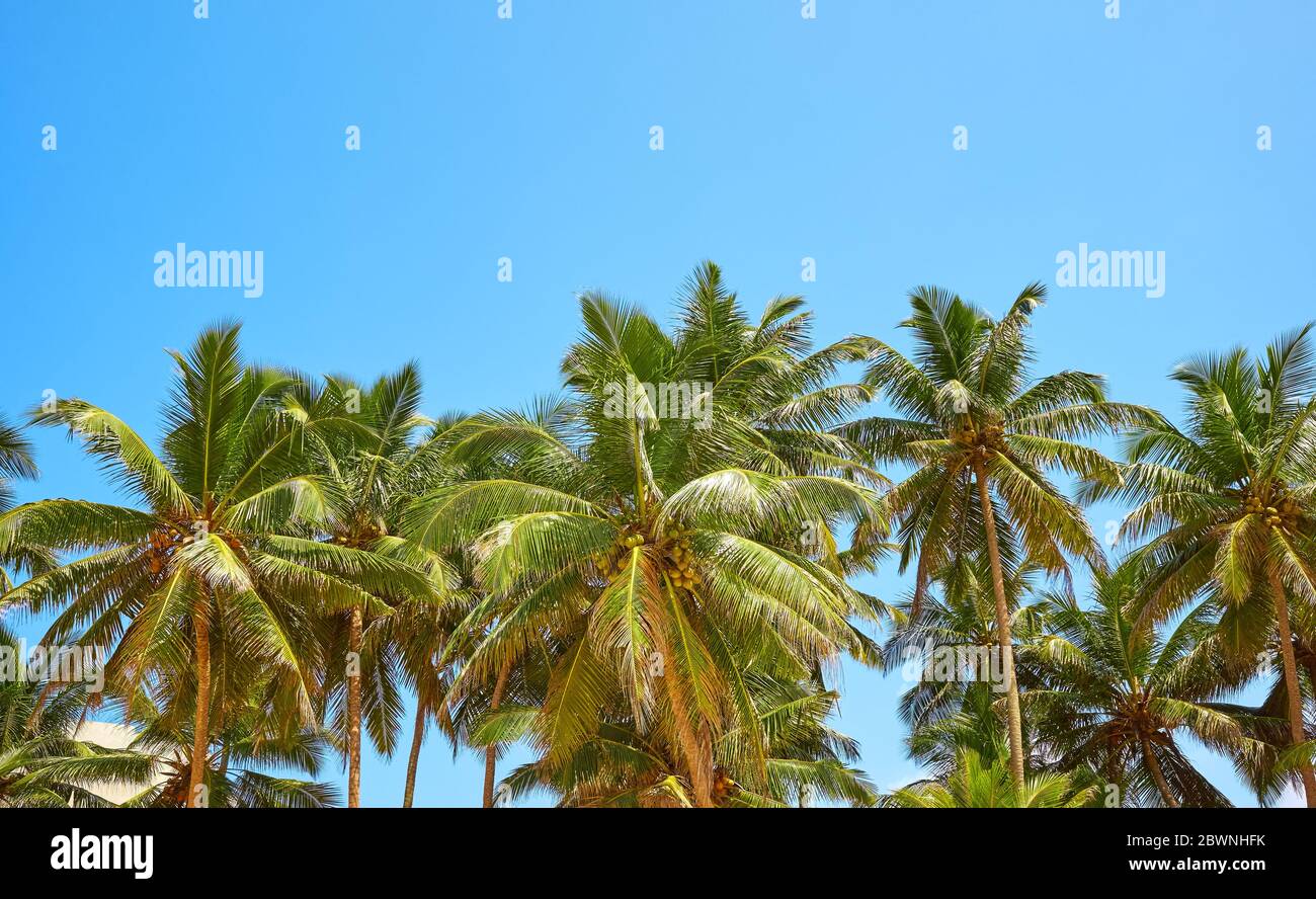 Palme di cocco contro il cielo blu. Foto Stock