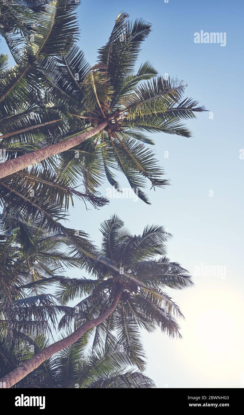 Immagine retrò di palme da cocco contro il cielo blu. Foto Stock
