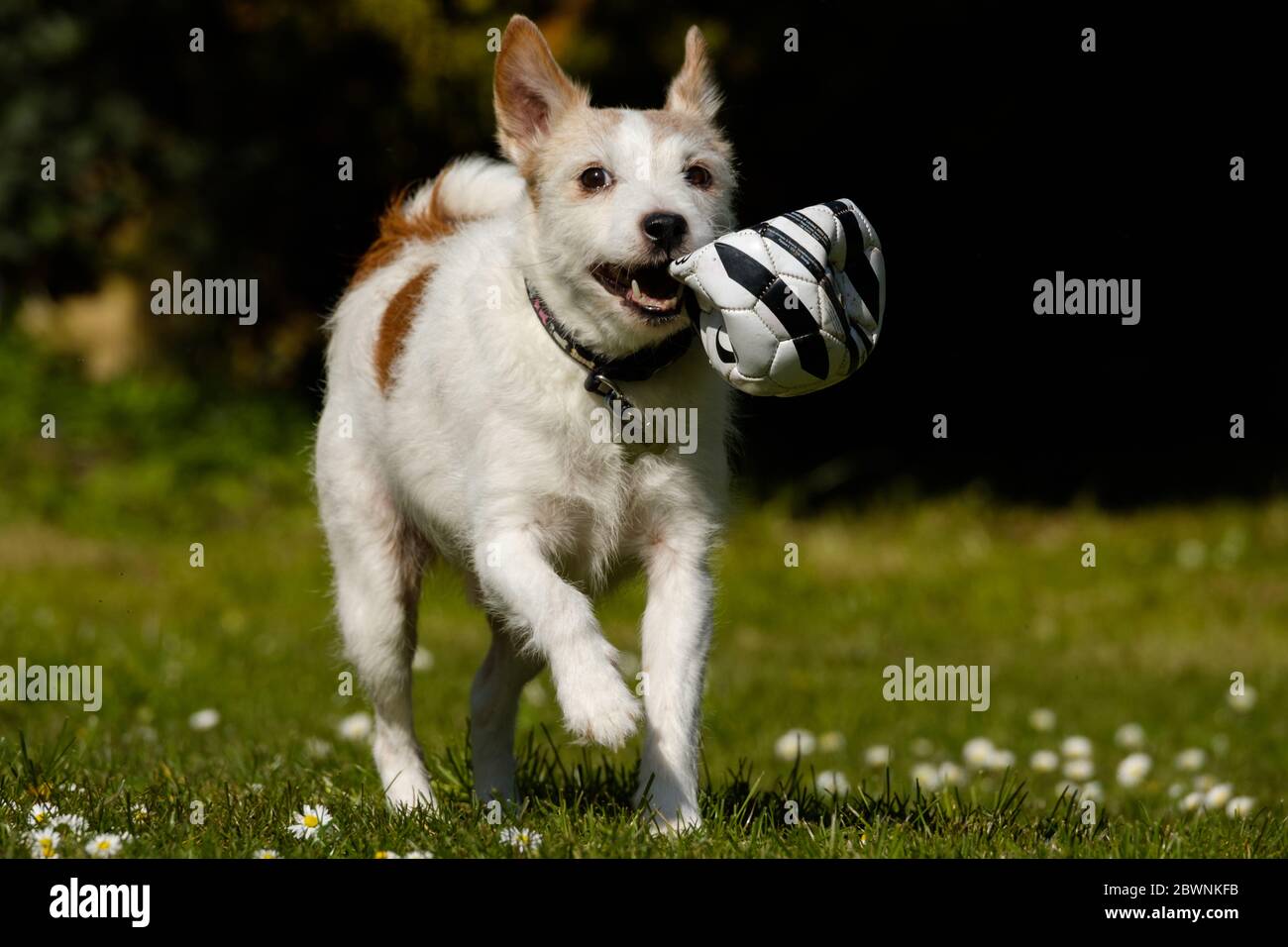 Fred un cane da compagnia che corre e gioca in giardino. Foto Stock