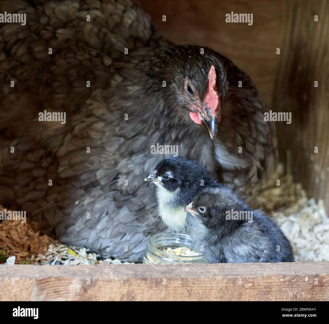 Una gallina madre guarda sopra i suoi pulcini del bambino nella sua scatola di nidificazione. Foto Stock