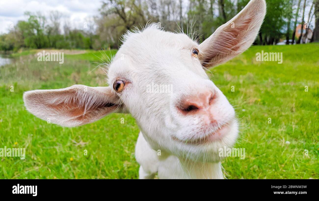 Divertente ritratto di capra bianca in un prato verde Foto Stock