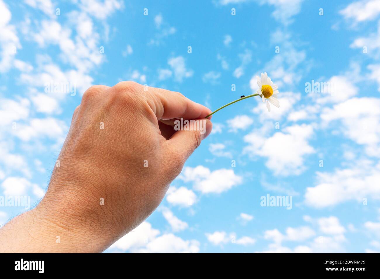 Mano con fiore su cielo blu, ora estiva Foto Stock