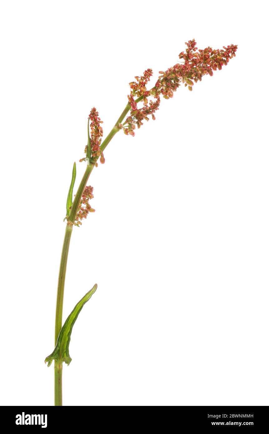 Dock, Rumex, fiori e foglie isolati contro il bianco Foto Stock