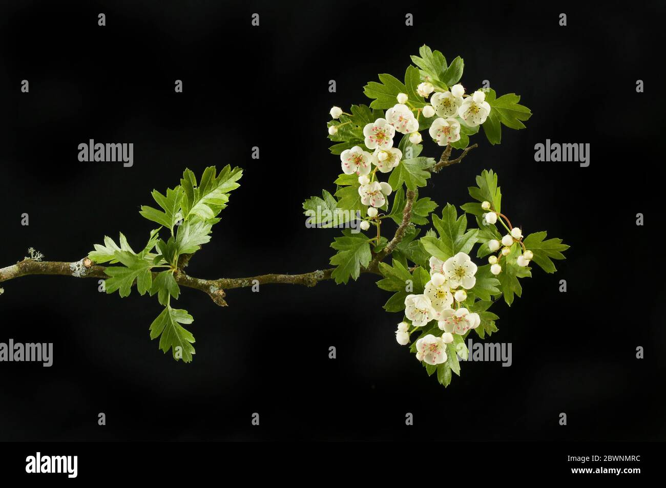 Biancospino fiori e fogliame isolata contro il nero Foto Stock