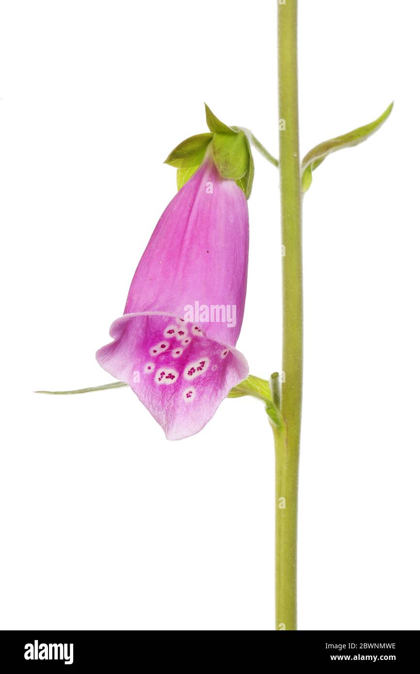 Primo piano di un singolo fiore di foxglove isolato contro il bianco Foto Stock
