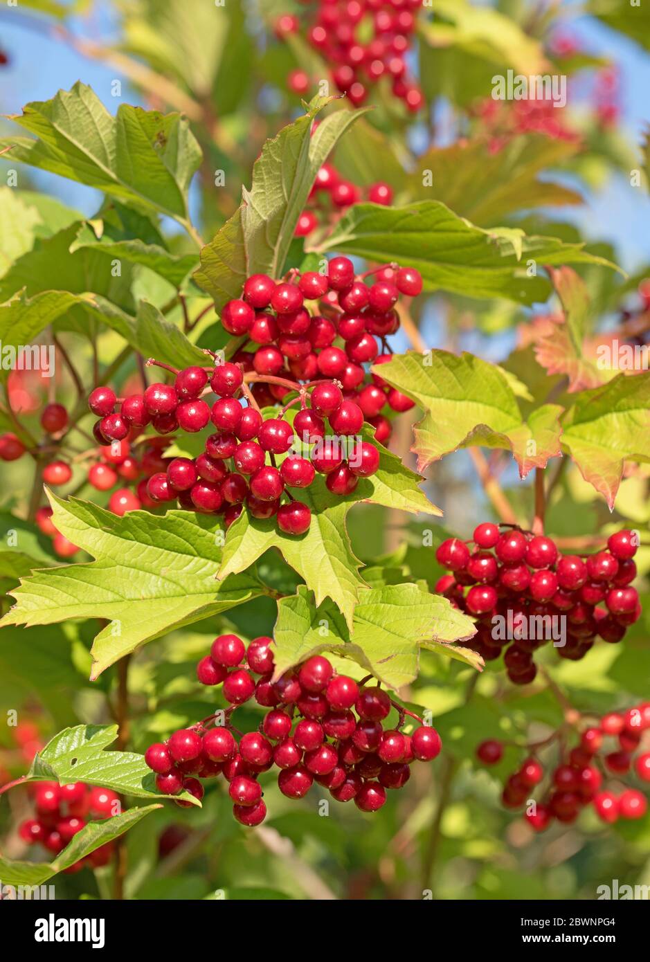 Frutti del Viburnum Opulus in autunno Foto Stock