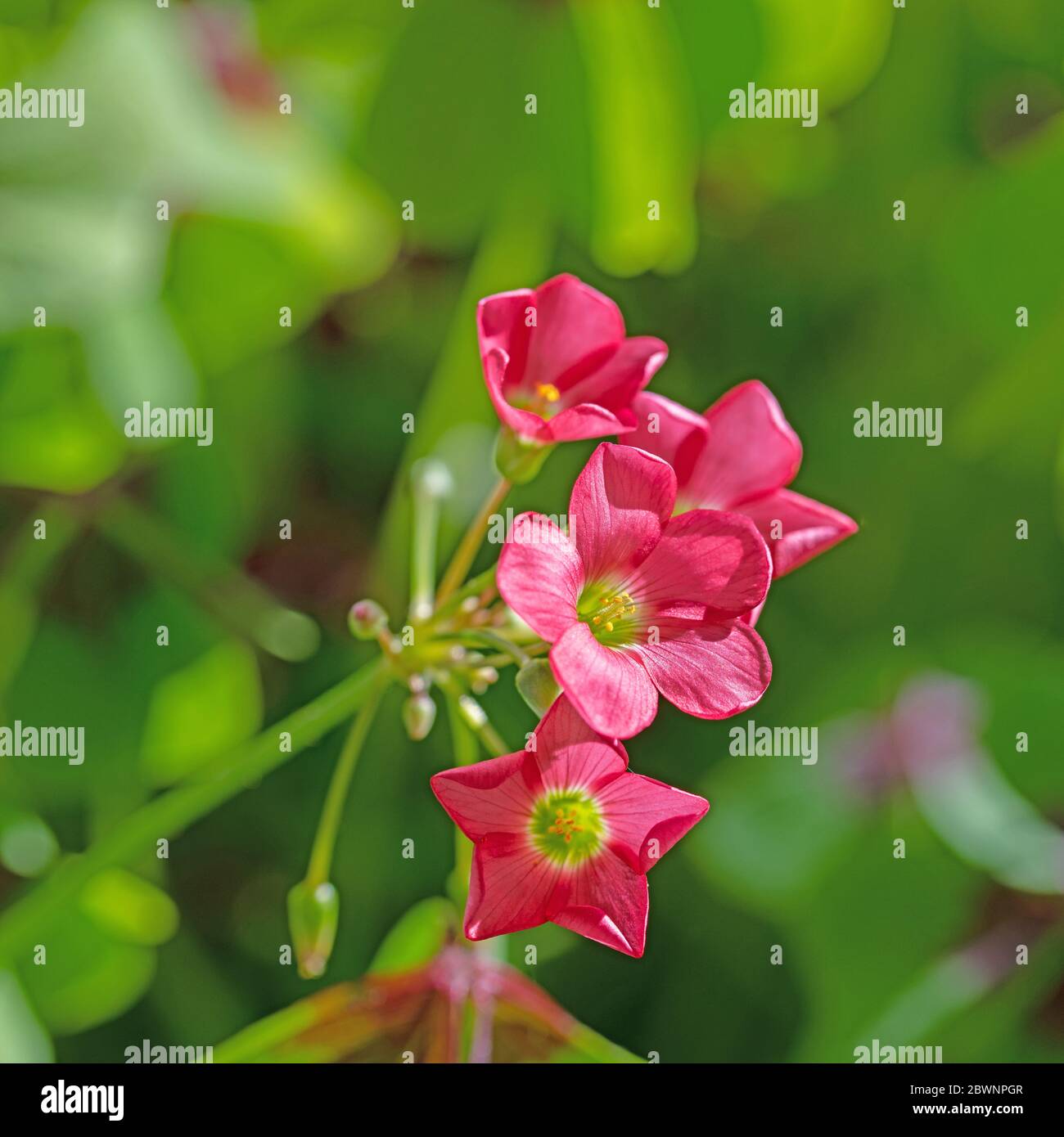 Fioritura Lucky Clover, oxalis tetraphylla Foto Stock