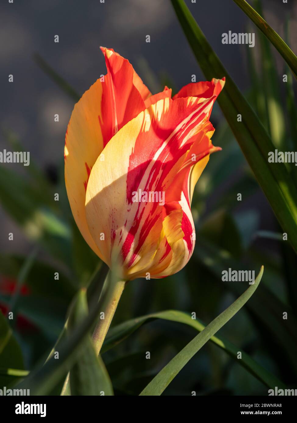 Tulipano giallo Fiery nel giardino. Tulipano giallo Fiery nel giardino. Foto Stock