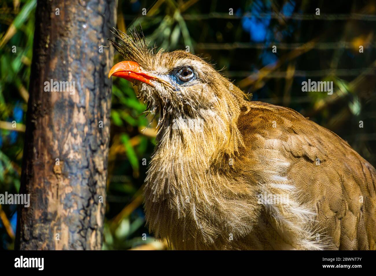 closeup ritratto di un cariama crestato, bella specie di uccelli tropicali dall'amazzonia del brasile Foto Stock