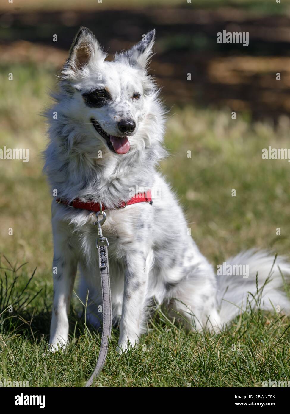 Cane bovino e cane di razza trasversale di bordo Collie seduto Foto Stock