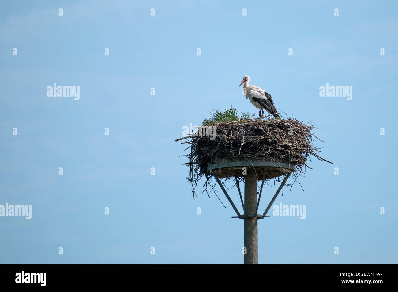 Cicogna bianca (Ciconia ciconia) sul nido su un palo sta aspettando che il suo partner tornasse dai terreni di inverno, i grandi uccelli si stanno allevando in e Foto Stock