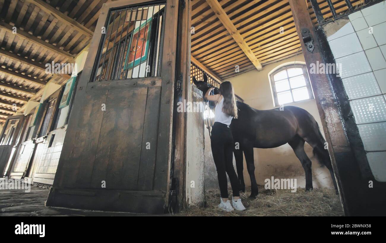 Una giovane ragazza prepara il suo cavallo per andare in scuderia. Foto Stock