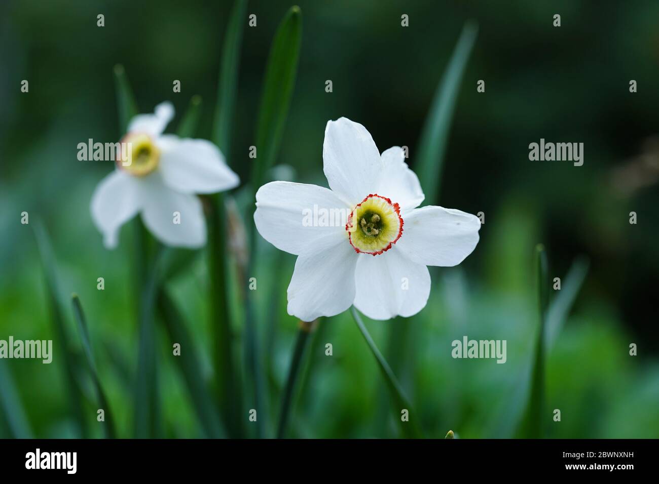 Primo piano di narciso bianchi su sfondo verde sfocato. Bel fiore in tempo soleggiato all'aperto. Foto Stock