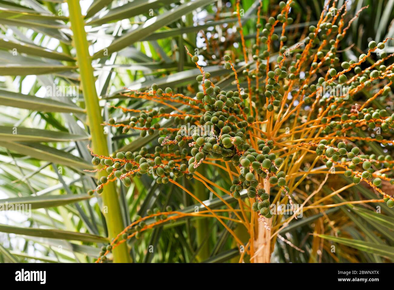 Vista ravvicinata da sotto l'albero di una nucifera di cocco che mostra un mazzo di bellissimi fiori di cocco in piena luce del sole. Foto Stock