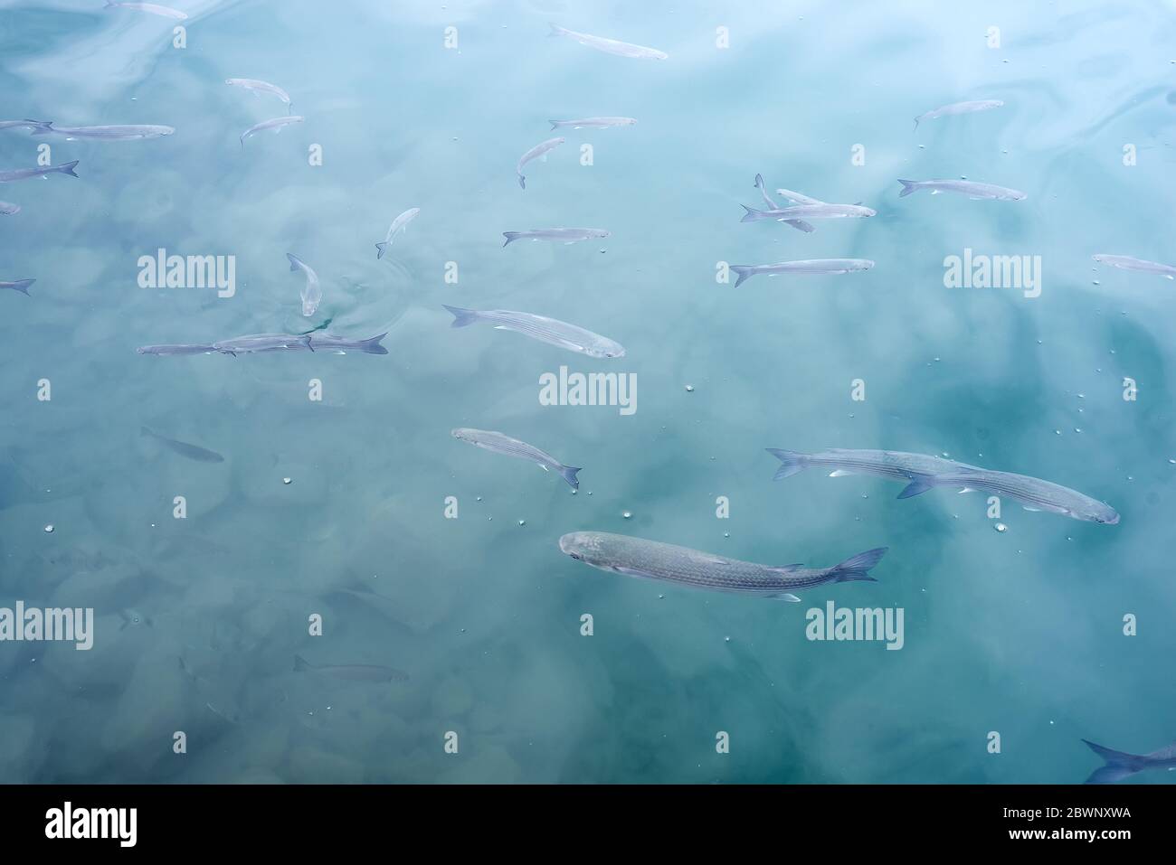 scatto minimalista di una scuola enorme di pesci riflettenti argento che nuotano in acque profonde Foto Stock