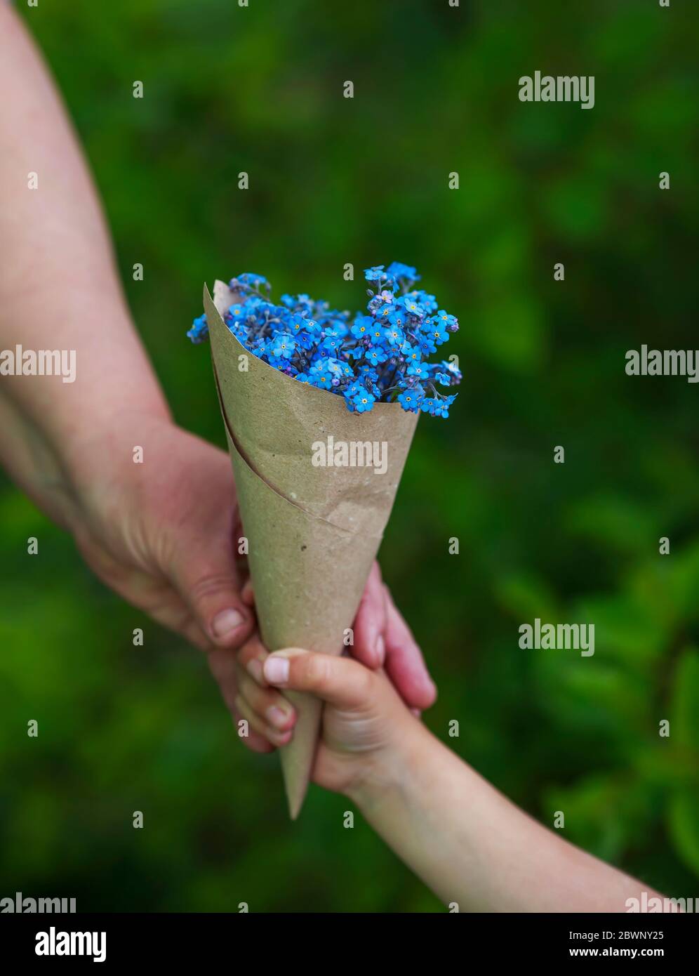 le mani di una persona anziana prendono dalla palma del bambino un bouquet di fiori selvatici blu dimenticate me nots in una confezione di carta Foto Stock
