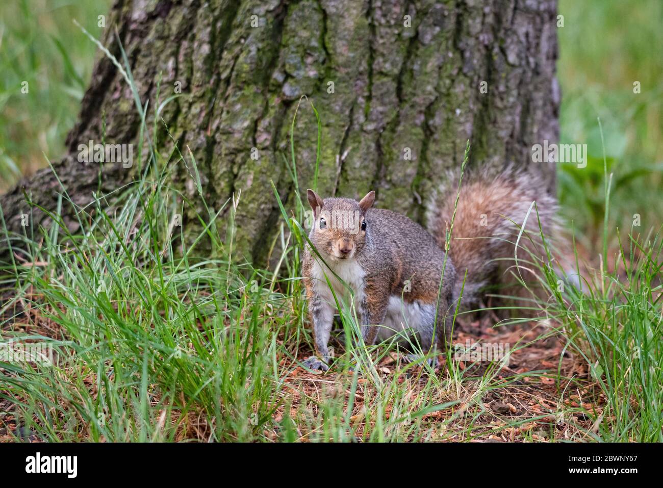 Scoiattolo grigio ai piedi di un albero in un bosco Foto Stock