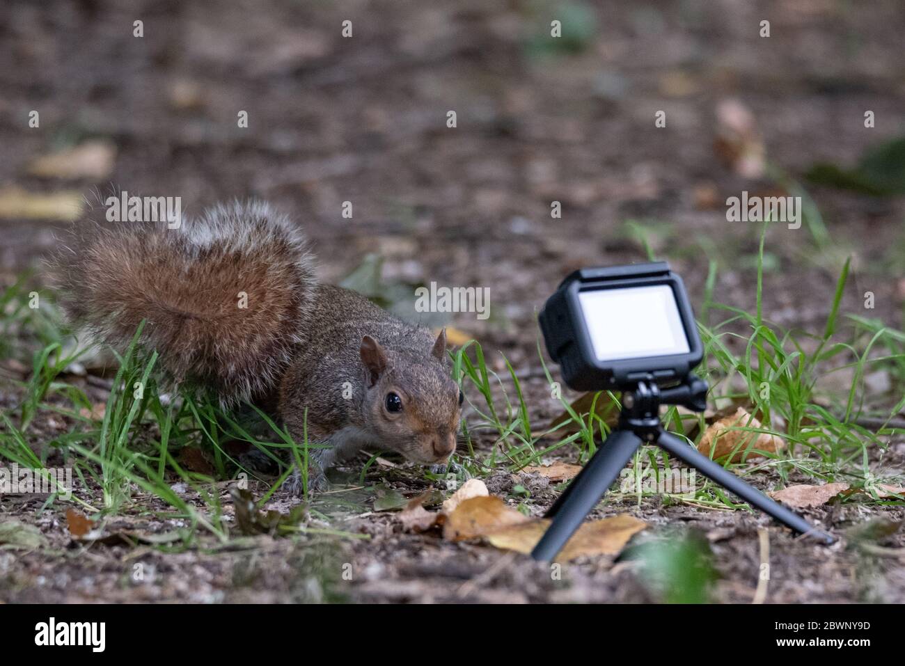 Scoiattolo grigio preso da una Action Cam mentre si prende una arachidi in un parco Foto Stock