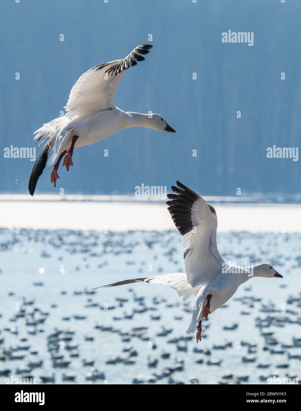 Un paio di oche da neve si trovano a far parte di una folla migrante sul lago nella Middle Creek Wildlife Management Area, nella Pennsylvania orientale Foto Stock