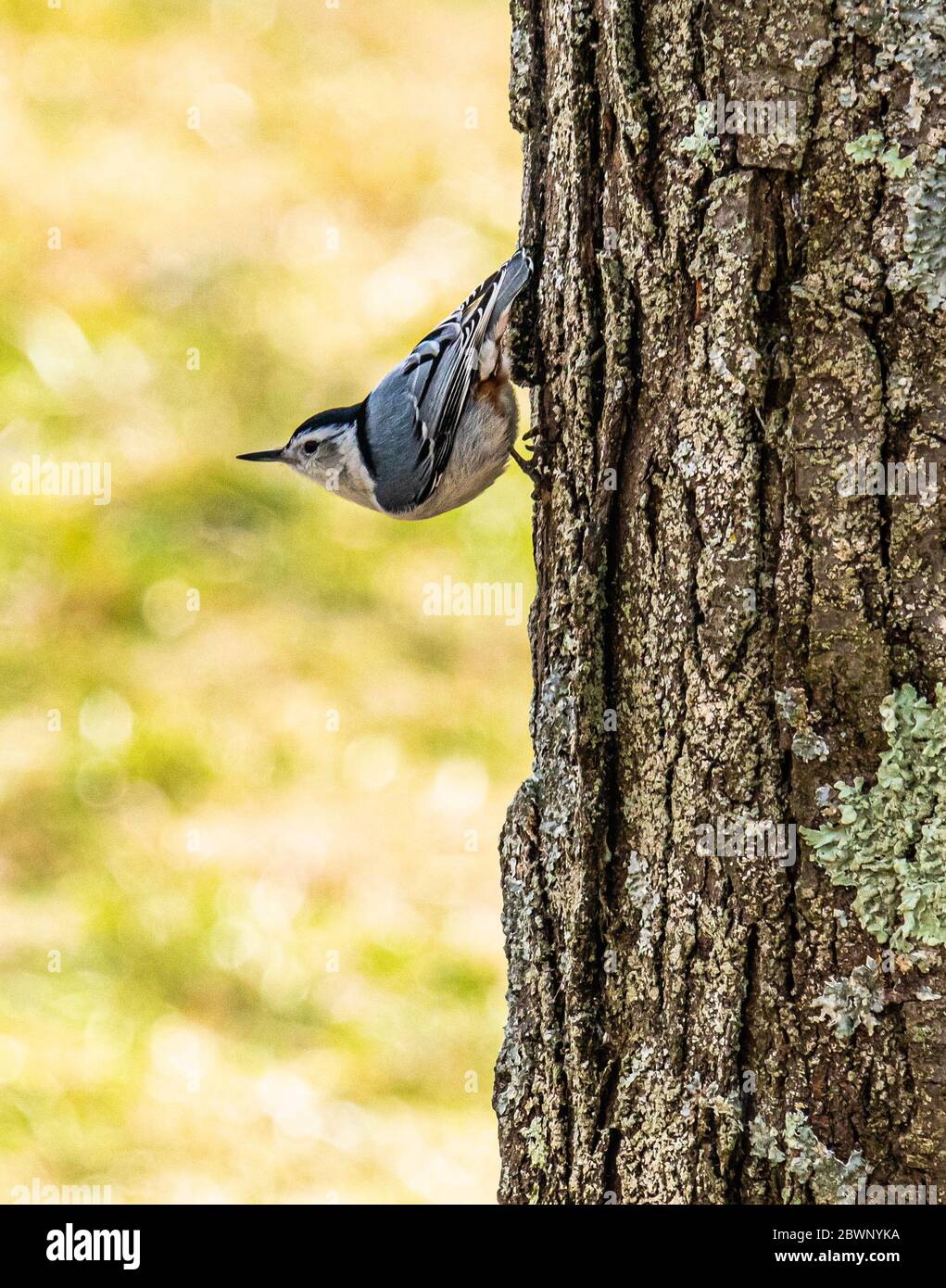 Un nuthatch bianco-breasted arcate la sua parte posteriore su un albero in estate tarda Foto Stock