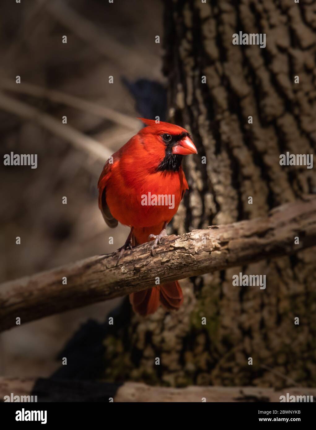 Ritratto di un cardinale maschio rosso brillante in un thicket che si acciglia al fotografo Foto Stock