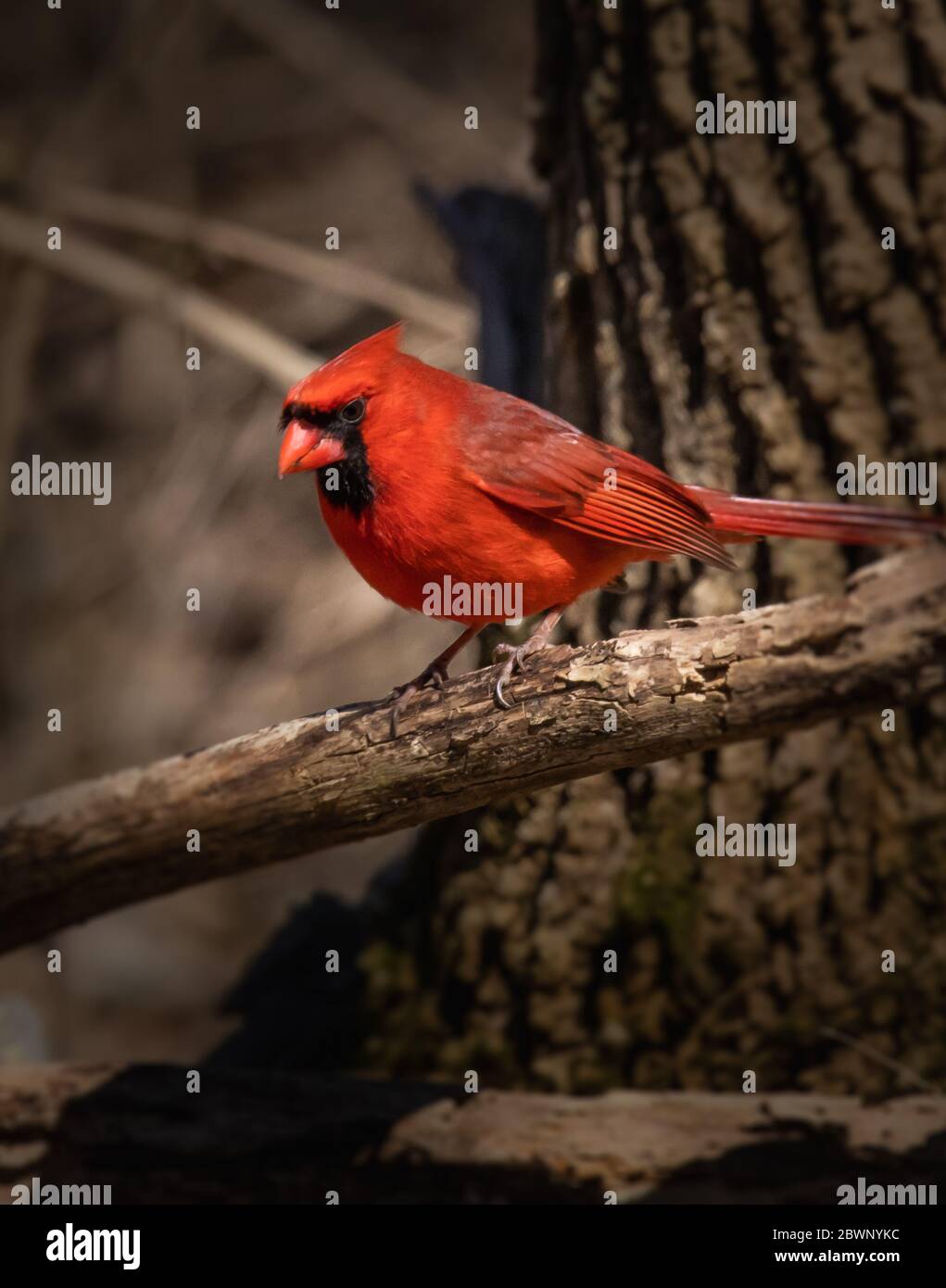 Ritratto di un cardinale maschio rosso brillante in un thicket marrone arroccato su un ramo Foto Stock