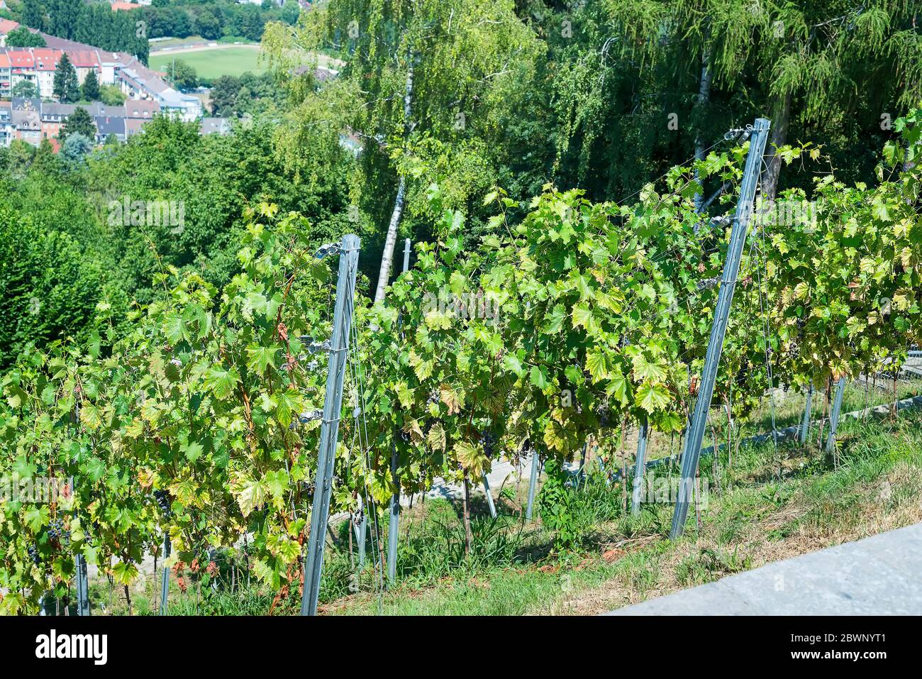 Vigneti nella sità Karlsruhe è la più grande città dello stato del Baden-Württemberg nel sud-ovest della Germania. Foto Stock