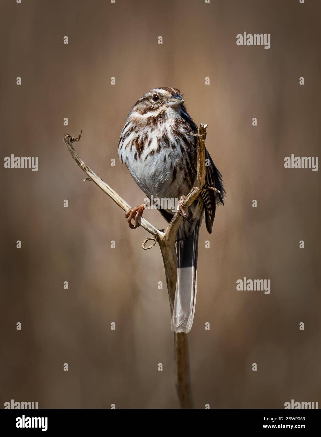 Un Song Sparrow si trova su un ramo snello nel Wyomissing Park Foto Stock