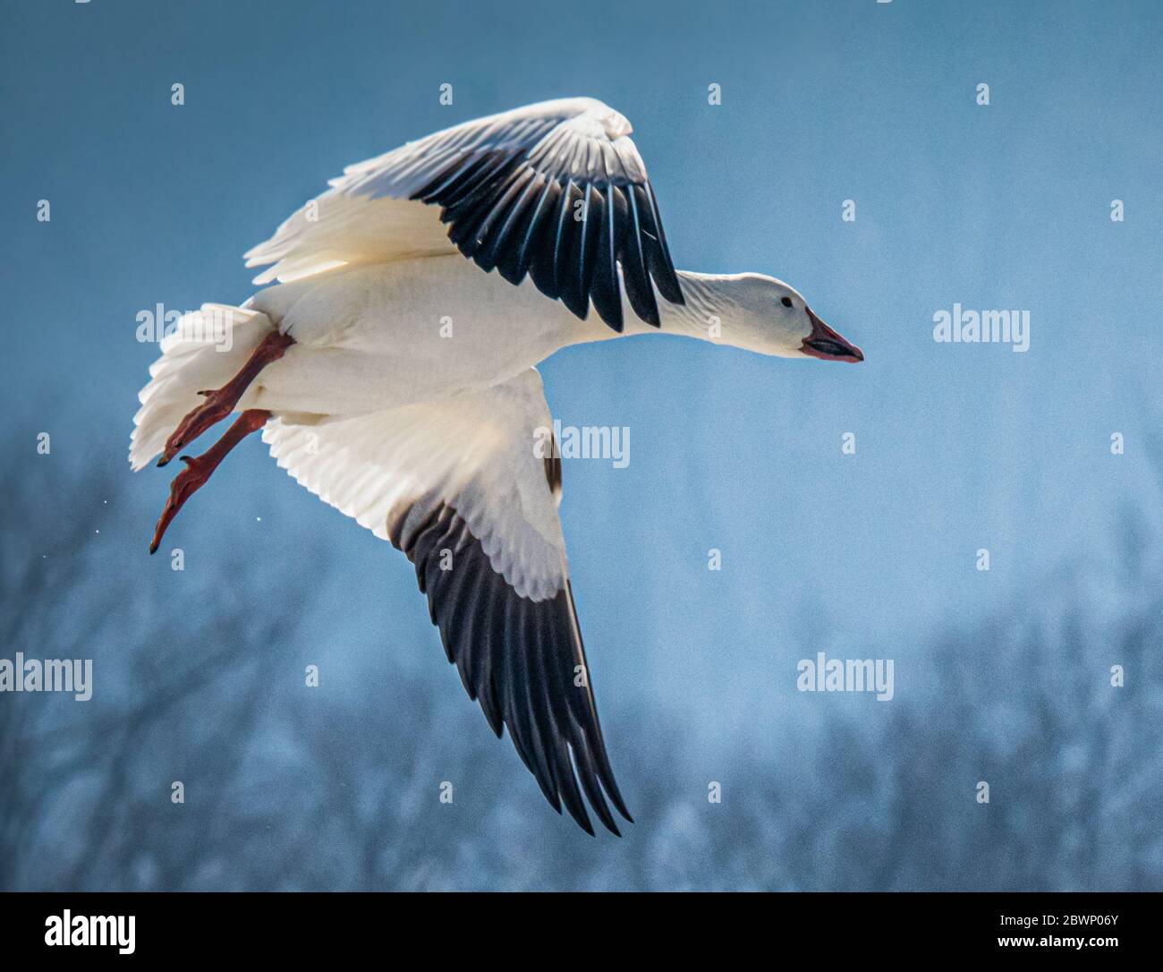 Un'oca neve si innevia durante la migrazione annuale presso la Middle Creek Wildlife Management Area Foto Stock