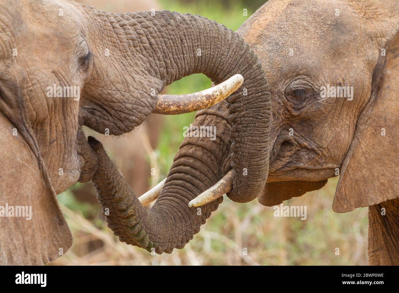 Due Elefanti si salutano sentendosi odorare la bocca di Samburu Kenya Foto Stock