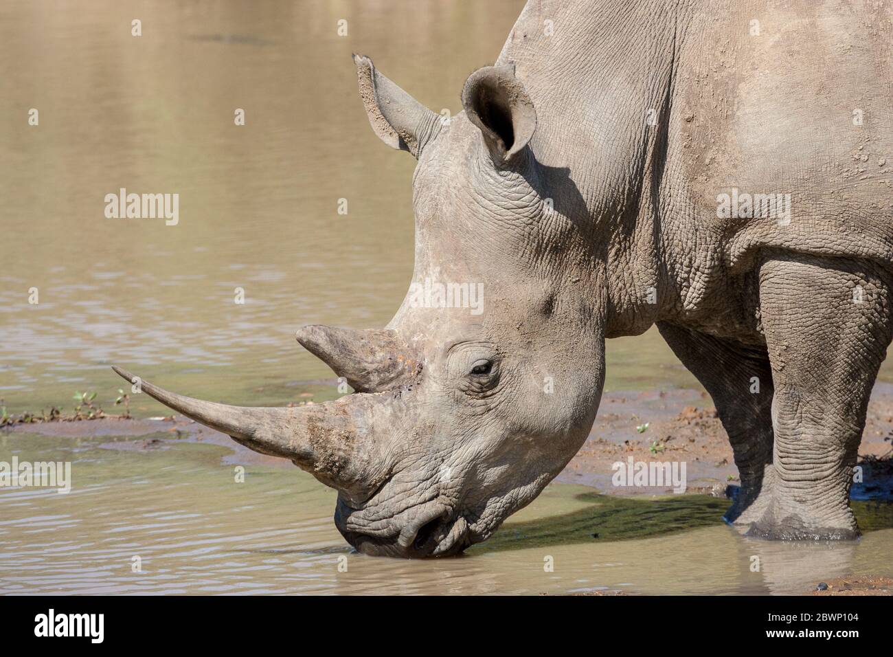 Un adulto che beve il rinoceronte bianco in una buca d'acqua nel Parco Kruger del Sud Africa Foto Stock