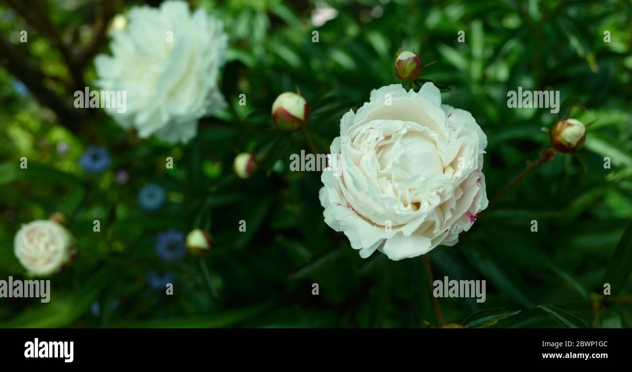 Peony - Tiro in formato medio e mostrando molti altri germogli di peonia su grande pianta fiorente Foto Stock