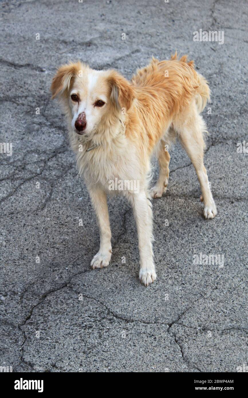 Marrone divertente cane vagato ​​on la strada che guarda la macchina fotografica. Foto Stock